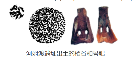河姆渡遗址出土的稻谷和骨耜